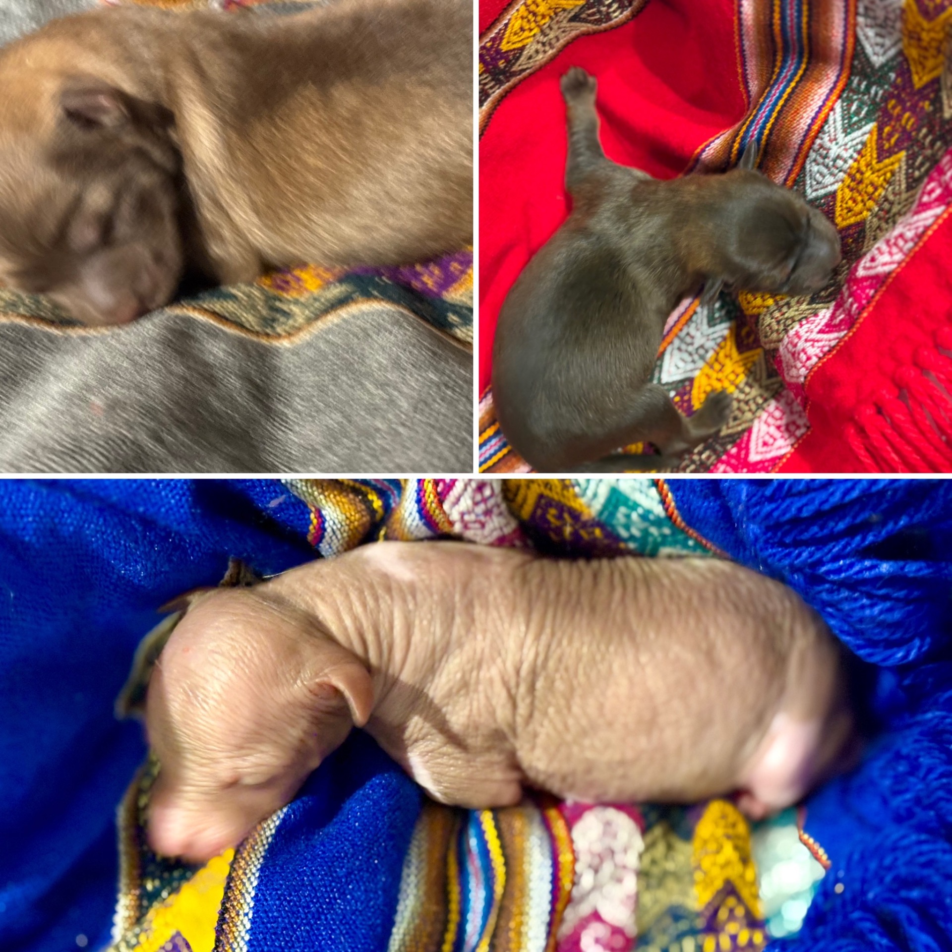 🪄3 Miniatyr født 24. november: Til venstre pelset gutt, høyre pelset jente, naken gutt ❤️❤️❤️