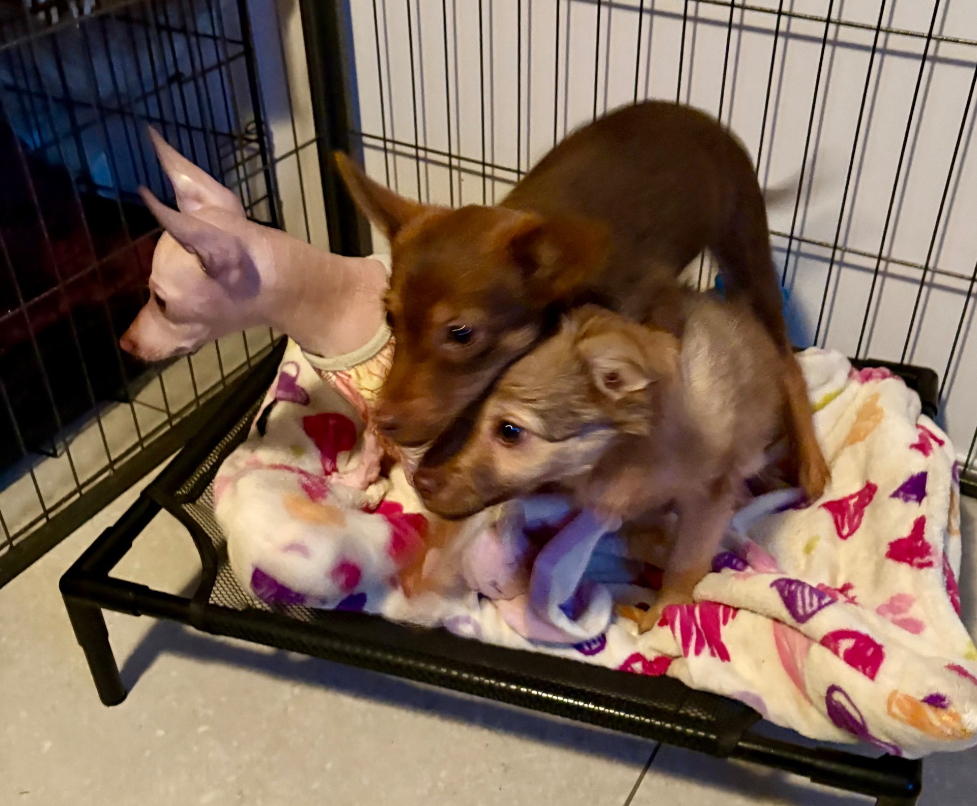 🪄3 Miniatyr født 24. november. Pelset gutt RESERVERT, Pelset tispe solgt, Naken gutt beholdes. 