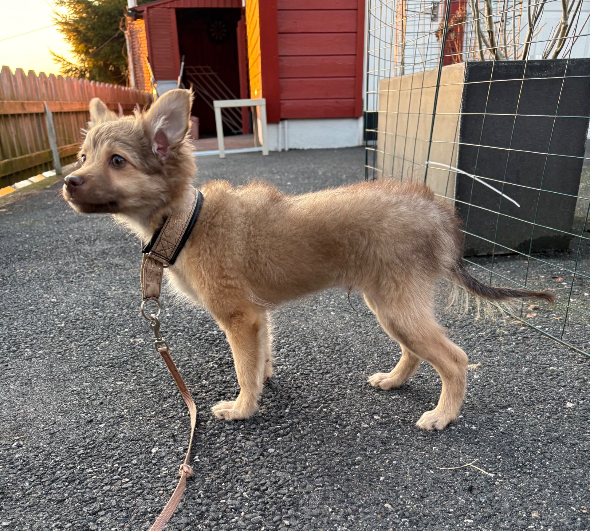 🪄3 Miniatyr født 24. november. Pelset gutt trenger for alltid hjem 🙏🏻